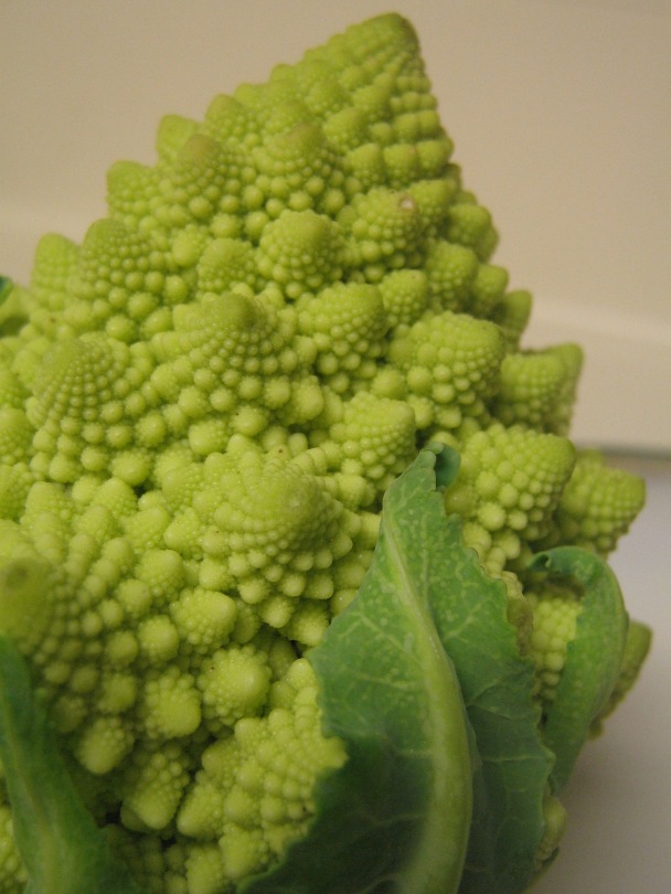 Amazingly geometric romanesco cauliflower
